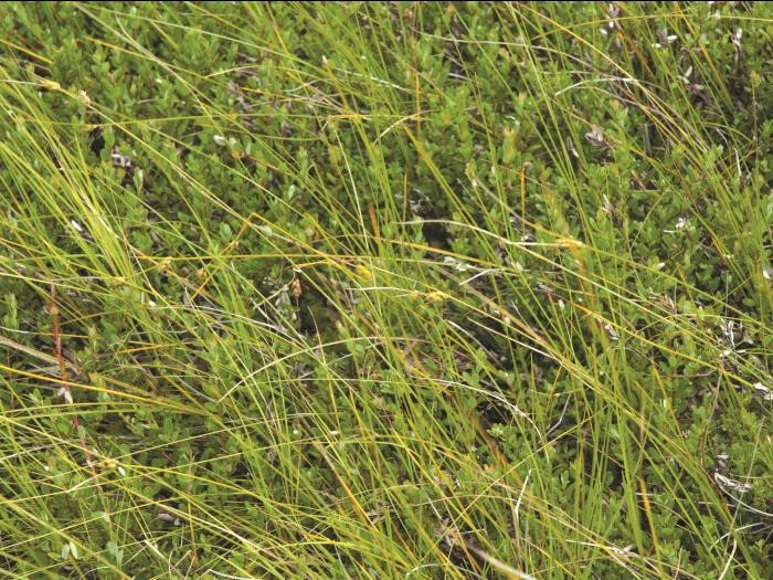 Carex oligosperme(Carex oligosperma)_8
