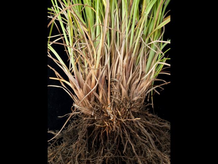 Scirpe ceinture noire (Scirpus atrocinctus)_7