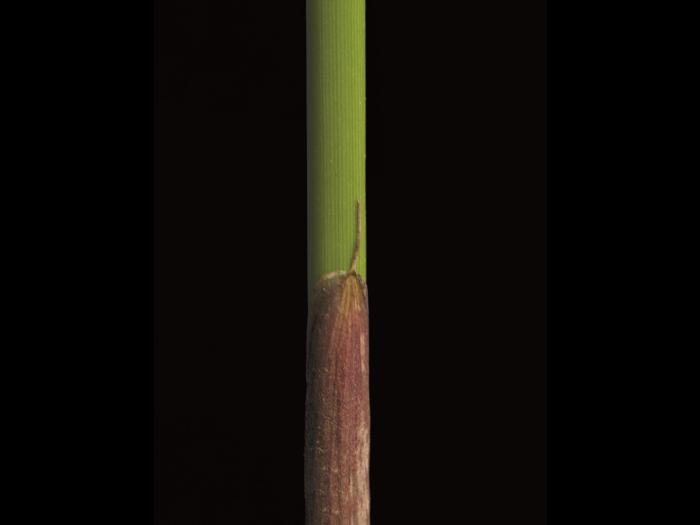 Jonc épars (Juncus effusus)_4