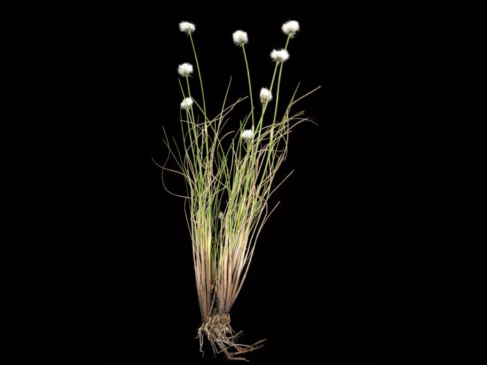Linaigrette dense (Eriophorum vaginatum subsp. spissum)_2