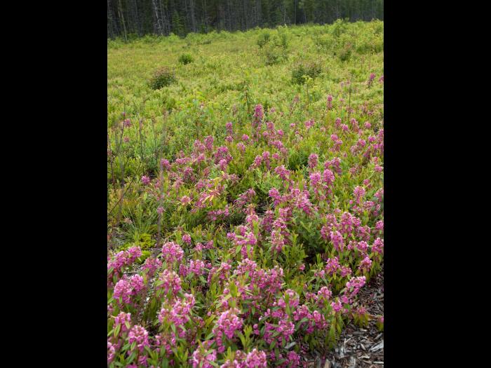 Kalmia feuilles étroites (Kalmia angustifolia)_6