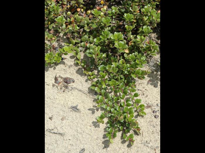 Raisin ours (Arctostaphylos uva-ursi)_1