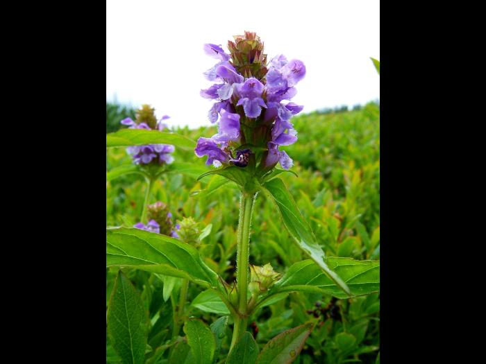 Brunelle vulgaire(Prunella vulgaris)_5