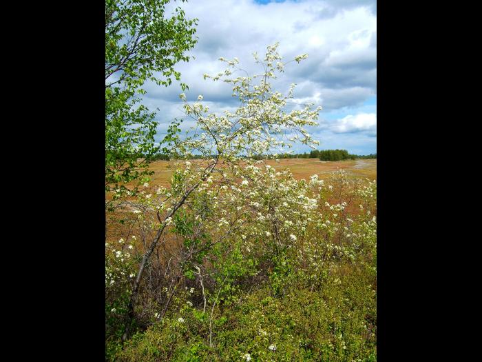 Cerisier Pennsylvanie(Prunus pensylvanica)_1