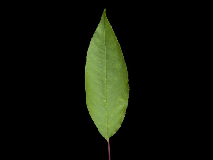 Cerisier Pennsylvanie(Prunus pensylvanica)_5