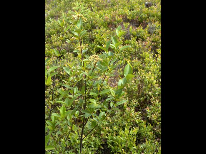 Viorne cassinoïde(Viburnum cassinoides)_1