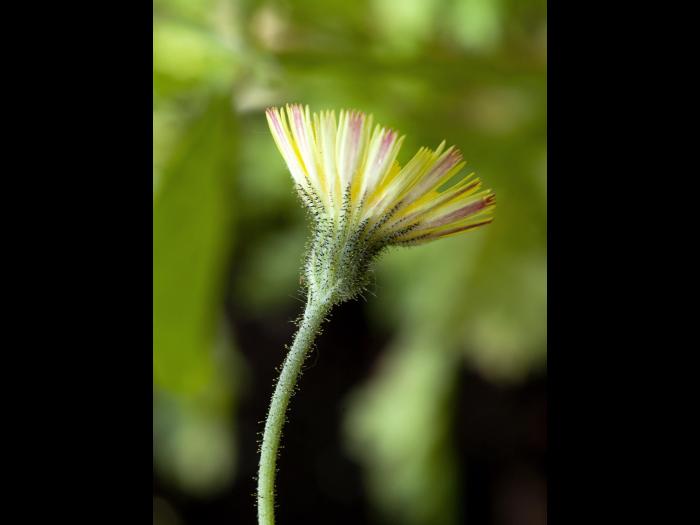 Épervière piloselle(Pilosella officinarum)_2