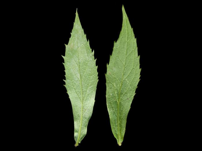 Verge d'or rugueuse(Solidago rugosa)_4