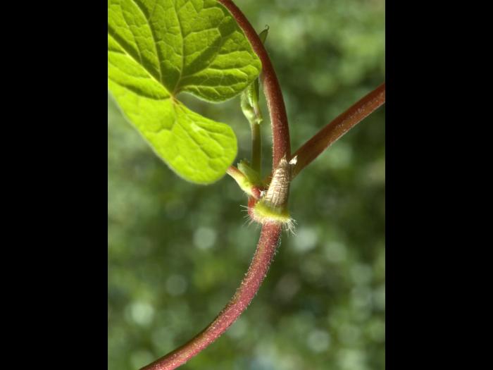 Renouée noeuds ciliés (Fallopia cilinodis)_3