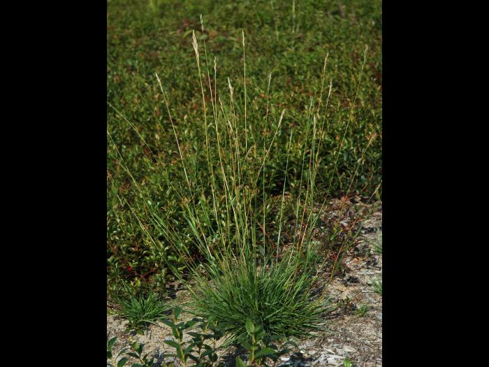 Danthonie épi(Danthonia spicata)_1