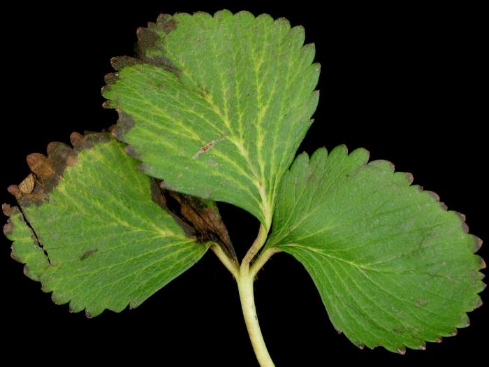 Fraise - terbacil (5)_8