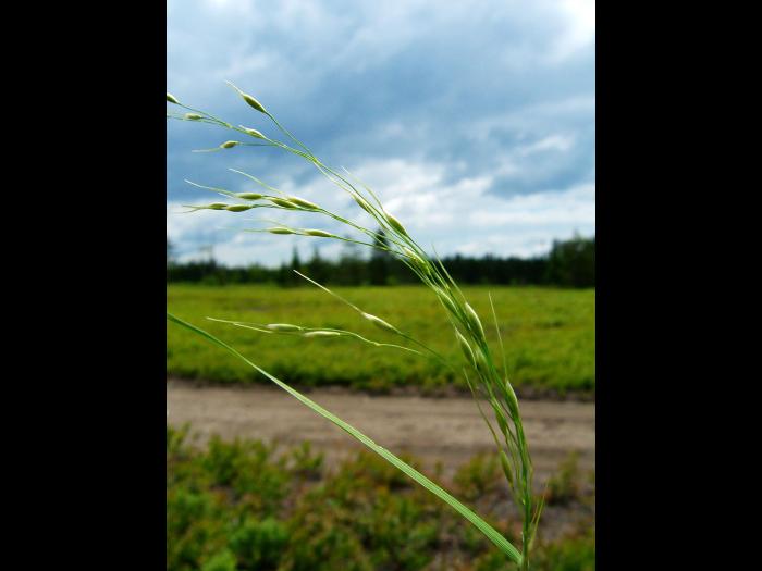 Oryzopsis Canada (Piptatheropsis canadensis)_1