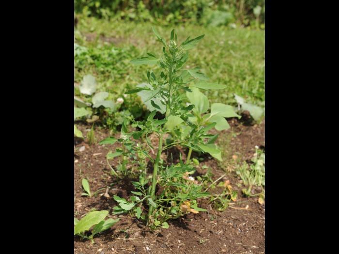 Chénopode feuilles figuier(Chenopodium ficifolium)_14