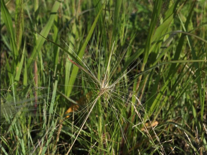 Orge queue-écureuil (Hordeum jubatum)_13