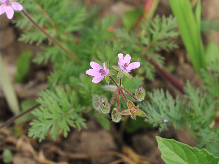 Érodium cicutaire (Erodium cicutarium)_21