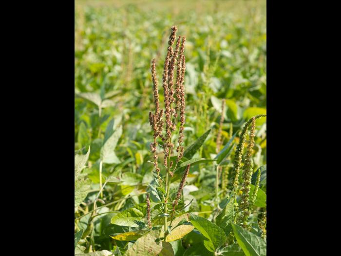 Amarante tuberculée(Amaranthus tuberculatus)_18