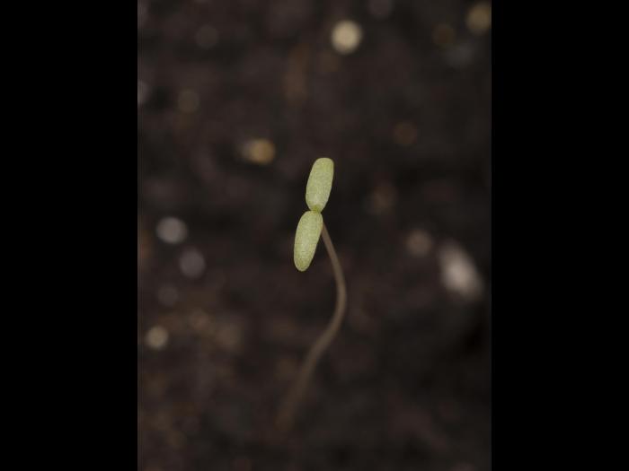 Amarante tuberculée(Amaranthus tuberculatus)_39