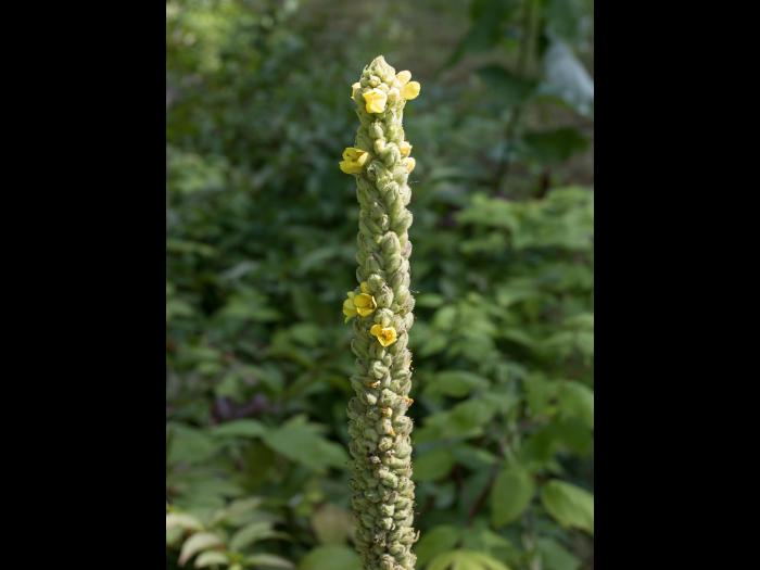 Grande molène (Verbascum thapsus)_9