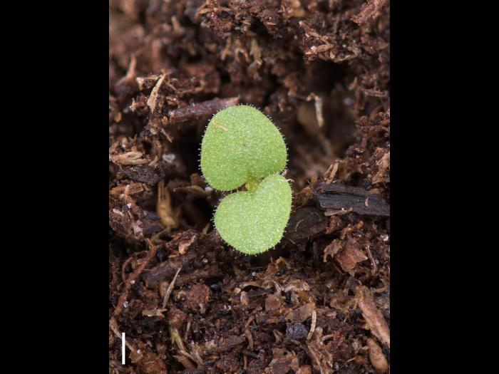Grande molène (Verbascum thapsus)_15