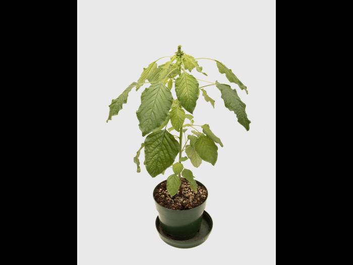 Amarante de Palmer(Amaranthus palmeri)_10