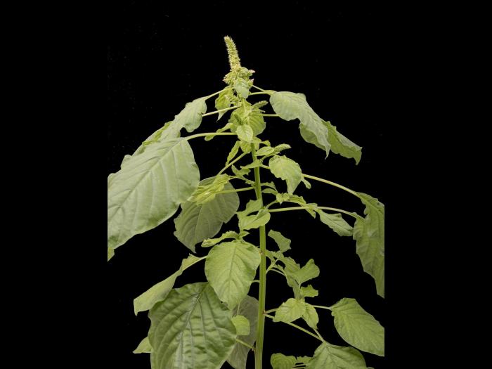 Amarante de Palmer(Amaranthus palmeri)_13