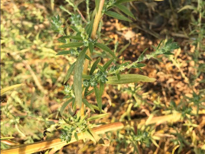 Kochia balais (Bassia scoparia)_4