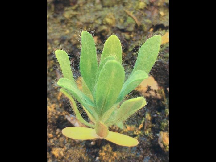 Kochia balais (Bassia scoparia)_13