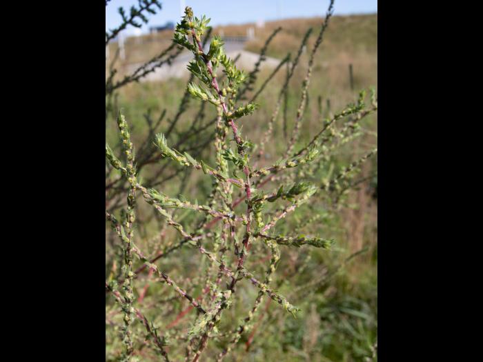 Kochia balais (Bassia scoparia)_16