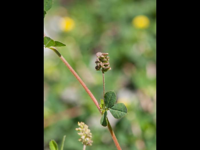 Luzerne lupuline (Medicago lupulina)_5