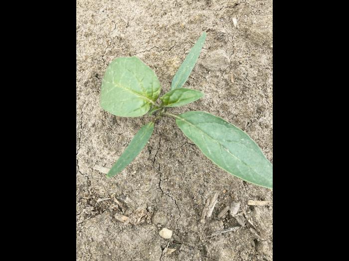 Stramoine commune(Datura stramonium)_4