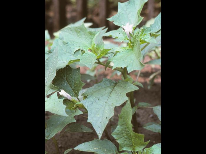 Stramoine commune(Datura stramonium)_8