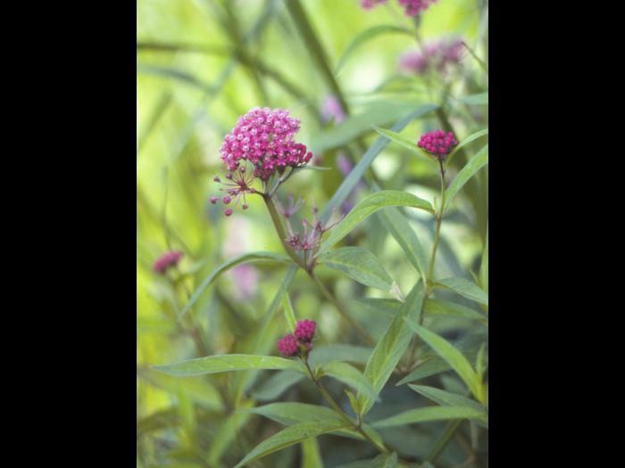 Asclépiade incarnate(Asclepias incarnata)_2
