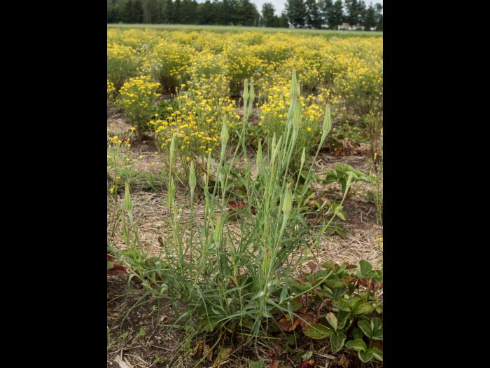 Salsifis majeur (Tragopogon dubius)_7