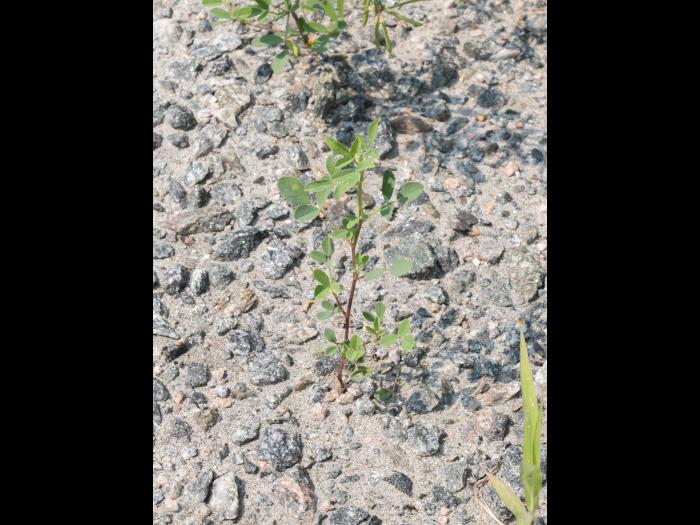 Mélilot blanc (Melilotus albus)_3