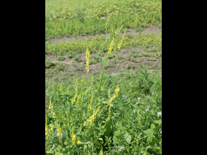 Mélilot jaune (Melilotus officinalis)_1