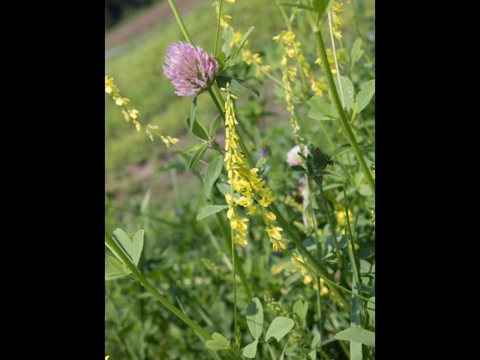 Mélilot jaune (Melilotus officinalis)_2