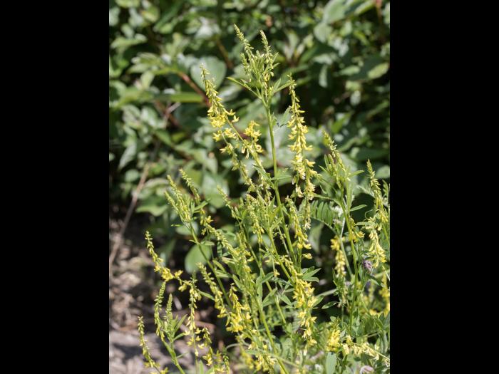 Mélilot jaune (Melilotus officinalis)_5