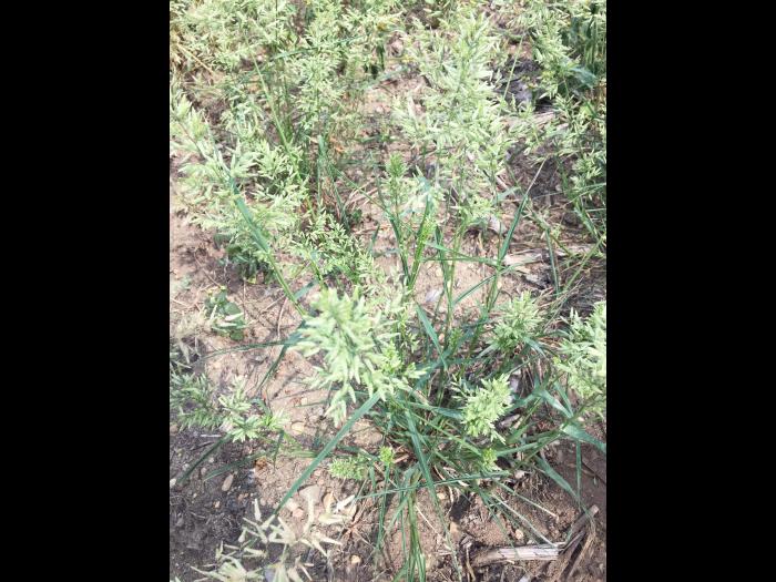 Éragrostide fétide (Eragrostis cilianensis)_6