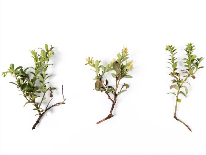 Airelle rouge - glyphosate (9)_1