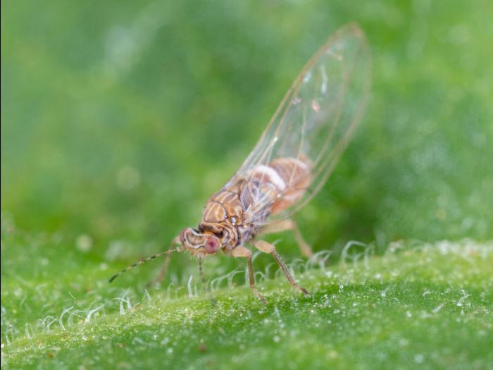 Psylle de la pomme de terre (Bactericera cockerelli)_10