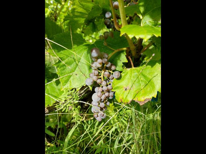 Vigne (raisin) - Virus de la tache annulaire de la tomate (ToRSV)_1