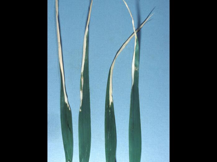 Avoine - métribuzine (5) _1