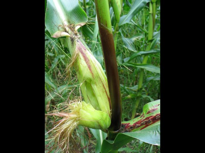 Maïs grain et fourrager - MCPA (4) _11