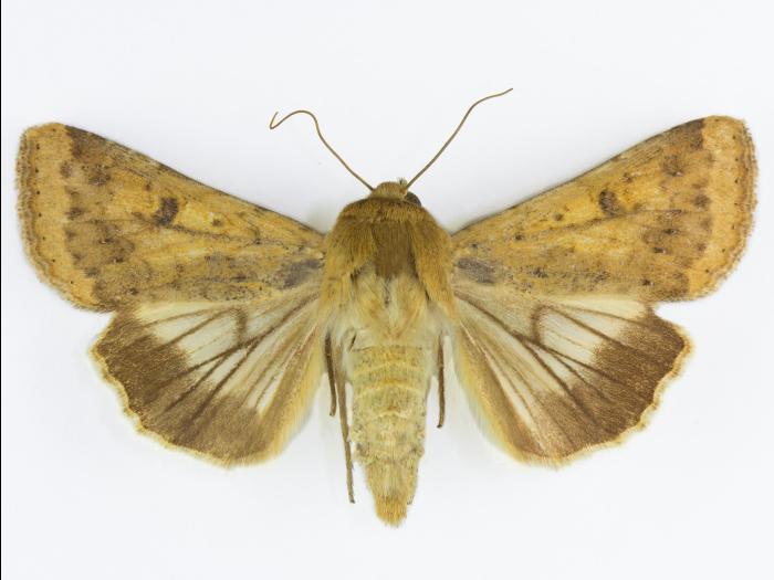 Ver de l'épi du mais (Helicoverpa zea)_1