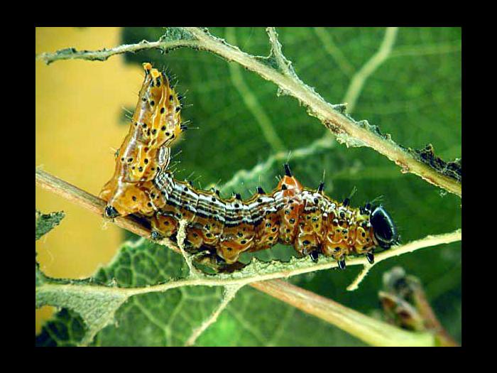 Chenille à bosse rouge (Schizura concinna)_1