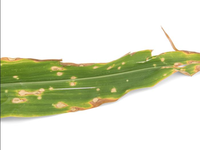 Maïs grain et fourrager - Anthracnose (Colletotrichum graminicola)