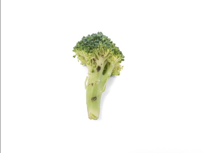 Brocoli - Tache noire alternarienne (Alternaria brassicicola)