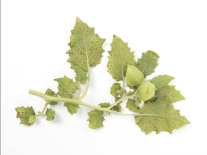 cerise de terre - entyloma sp.