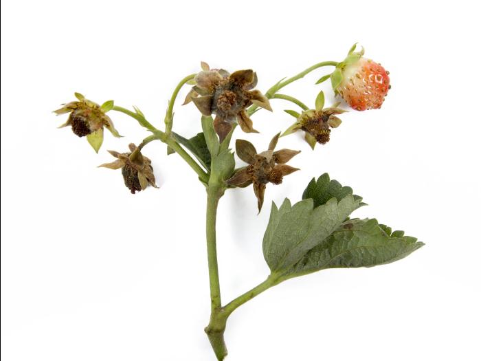 Fraise - Moisissure grise (Botrytis cinerea)