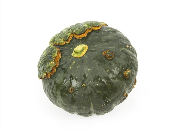 Courges - Gale (Cladosporium cucumerinum)